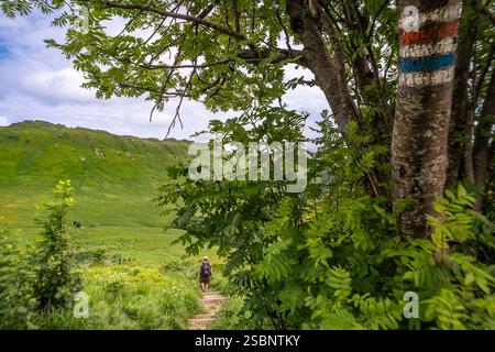 Polen, Präkarpaten, Ustrzyki Górne, Nationalpark Bieszczady, Wandern auf dem höchsten Punkt des Bieszczady (1346 m), die Almwiesen, die an die Weidewirtschaft in der ersten Hälfte des 20. Jahrhunderts erinnern, sind charakteristisch für das Bieszczady-Massiv Stockfoto