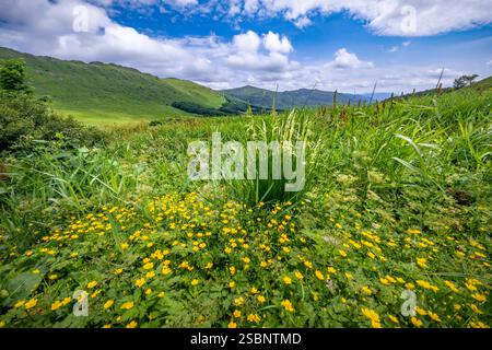 Polen, Präkarpaten, Ustrzyki Górne, Nationalpark Bieszczady, Wandern auf dem höchsten Punkt des Bieszczady (1346 m), die Almwiesen, die an die Weidewirtschaft in der ersten Hälfte des 20. Jahrhunderts erinnern, sind charakteristisch für das Bieszczady-Massiv Stockfoto