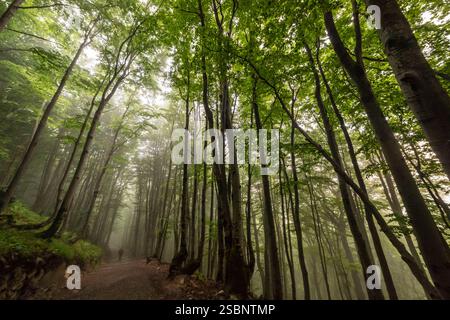 Polen, Präkarpaten, Ustrzyki Górne, Bieszczady Nationalpark, Wandern im Unterholz eines Buchenwaldes im Morgennebel Stockfoto