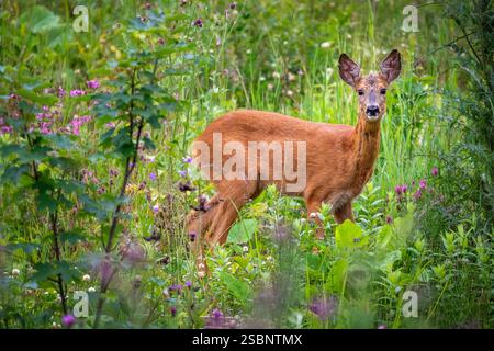 Polen, Präkarpaten, Ustrzyki Górne, Nationalpark Bieszczady, Europäisches Reh (Capreolus capreolus) Stockfoto
