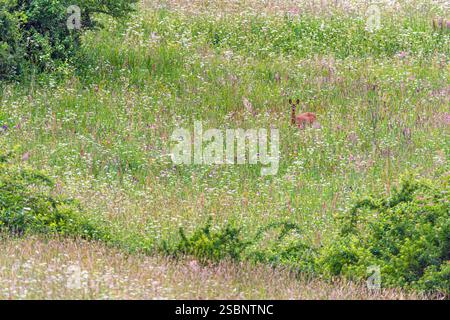 Polen, Präkarpaten, Ustrzyki Górne, Nationalpark Bieszczady, Europäisches Reh (Capreolus capreolus) Stockfoto