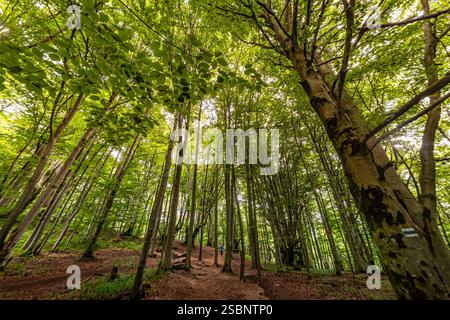 Polen, Präkarpaten, Ustrzyki Górne, Bieszczady Nationalpark, Wandern im Unterholz eines Buchenwaldes Stockfoto