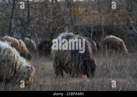 Eine Schafherde weidet friedlich auf einem Feld mit Bäumen dahinter Stockfoto