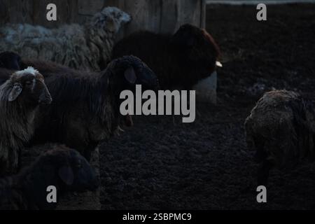 Eine große Schafherde steht derzeit in einem schwach beleuchteten Bereich Stockfoto