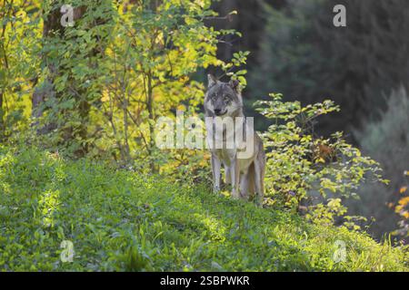 Ein eurasischer Grauwolf (Canis Lupus) steht auf einer Wiese auf einem Hügel mit einem bunten Laub im Hintergrund. Hintergrundbeleuchtung Stockfoto