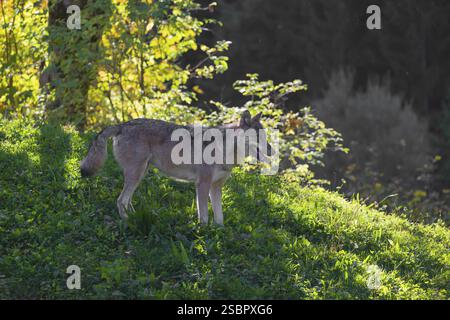 Ein eurasischer Grauwolf (Canis Lupus) steht auf einer Wiese auf einem Hügel mit einem bunten Laub im Hintergrund. Hintergrundbeleuchtung Stockfoto