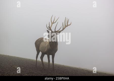 Ein Altai maral Hirsch, Altai wapiti oder Altai Elch (Cervus canadensis sibiricus) steht auf einer Wiese in dichtem Nebel Stockfoto