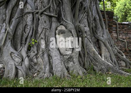 Sandstein-Buddha-Kopf am Fuße eines Bodhi-Baumes im Wat Mahathat, Tempel des Großen und Heiligen Reliefs, Ayutthaya, Provinz Ayutthaya, Thailand, Asien Stockfoto