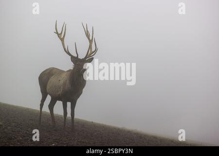 Ein Altai maral Hirsch, Altai wapiti oder Altai Elch (Cervus canadensis sibiricus) steht auf einer Wiese in dichtem Nebel Stockfoto