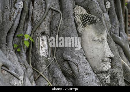Sandstein-Buddha-Kopf am Fuße eines Bodhi-Baumes im Wat Mahathat, Tempel des Großen und Heiligen Reliefs, Ayutthaya, Provinz Ayutthaya, Thailand, Asien Stockfoto