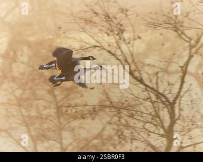 Kanadänse (Branta canadensis), zwei Erwachsene Vögel im Flug, in einem bunten Sonnenschein, Hessen, Deutschland, Europa Stockfoto