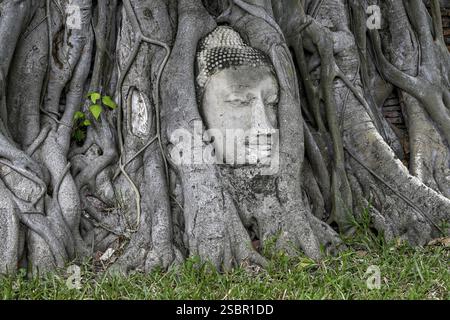 Sandstein-Buddha-Kopf am Fuße eines Bodhi-Baumes im Wat Mahathat, Tempel des Großen und Heiligen Reliefs, Ayutthaya, Provinz Ayutthaya, Thailand, Asien Stockfoto