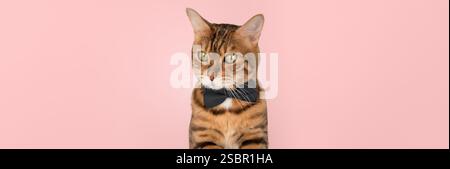 Elegante Katze in Fliege, süßer Haustier Hintergrund Stockfoto