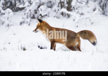 Rotfuchs (Vulpes vulpes), Rüde- oder Hundefuchs auf einem schneebedeckten Feld Duft markiert sein Gebiet, im Winter Hessen, Deutschland, Europa Stockfoto