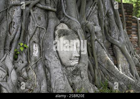 Sandstein-Buddha-Kopf am Fuße eines Bodhi-Baumes im Wat Mahathat, Tempel des Großen und Heiligen Reliefs, Ayutthaya, Provinz Ayutthaya, Thailand, Asien Stockfoto
