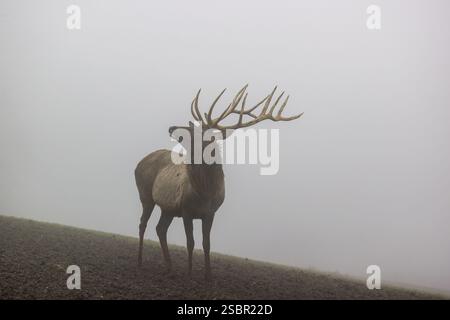 Ein Altai maral Hirsch, Altai wapiti oder Altai Elch (Cervus canadensis sibiricus) steht auf einer Wiese in dichtem Nebel Stockfoto