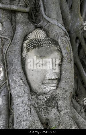 Sandstein-Buddha-Kopf am Fuße eines Bodhi-Baumes im Wat Mahathat, Tempel des Großen und Heiligen Reliefs, Ayutthaya, Provinz Ayutthaya, Thailand, Asien Stockfoto