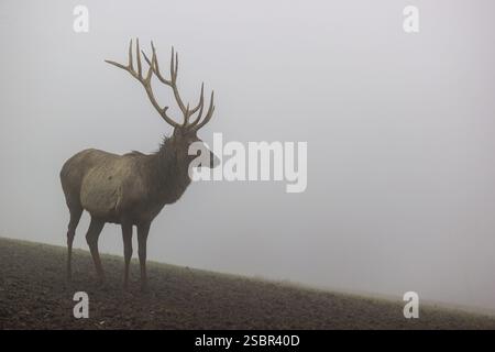 Ein Altai maral Hirsch, Altai wapiti oder Altai Elch (Cervus canadensis sibiricus) steht auf einer Wiese in dichtem Nebel Stockfoto