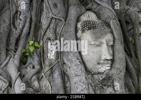 Sandstein-Buddha-Kopf am Fuße eines Bodhi-Baumes im Wat Mahathat, Tempel des Großen und Heiligen Reliefs, Ayutthaya, Provinz Ayutthaya, Thailand, Asien Stockfoto