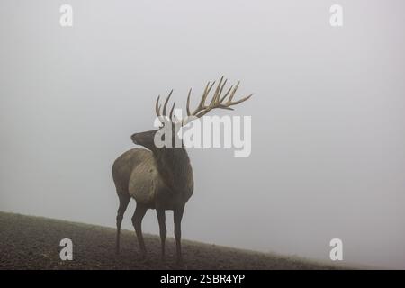 Ein Altai maral Hirsch, Altai wapiti oder Altai Elch (Cervus canadensis sibiricus) steht auf einer Wiese in dichtem Nebel Stockfoto