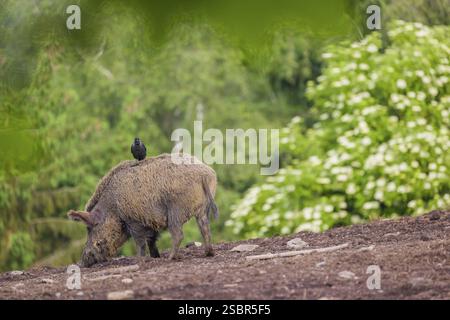 Ein Wildschwein oder Wildschwein (Sus scrofa) geht über eine Öffnung auf der Suche nach Nahrung. Ein westlicher Jackdaw (Coloeus monedula) steht auf seinem Rücken Stockfoto