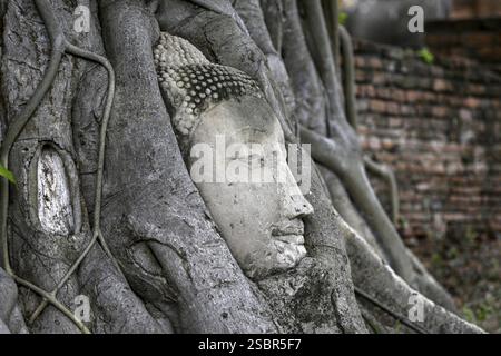 Sandstein-Buddha-Kopf am Fuße eines Bodhi-Baumes im Wat Mahathat, Tempel des Großen und Heiligen Reliefs, Ayutthaya, Provinz Ayutthaya, Thailand, Asien Stockfoto
