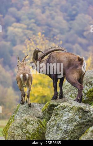 Zwei Steinböcke (Capra Steinböcke), ein Männchen und ein Weibchen, stehen auf einem Felsen. Das Männchen zeigt ein paar Flehmen und schnüffelt an dem Weibchen Stockfoto