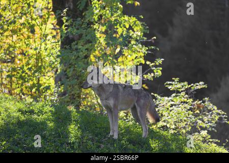 Ein eurasischer Grauwolf (Canis Lupus) steht auf einer Wiese auf einem Hügel mit einem bunten Laub im Hintergrund. Hintergrundbeleuchtung Stockfoto