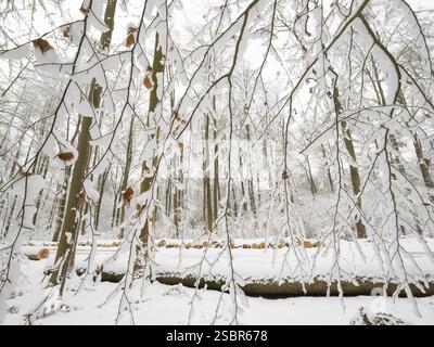 Buchenwälder (Fagus sylvatica), Bäume und gefällte Stämme, die im Winter mit Raureif und Schnee bedeckt sind, Escheberger Wald, Nordhessen, Deutschland, Europa Stockfoto