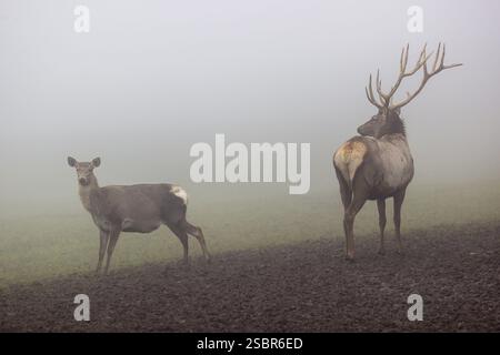 Ein Altai-maral-Hirsch und ein Altai-Hind (Cervus canadensis sibiricus) stehen in dichtem Nebel auf einer Wiese Stockfoto
