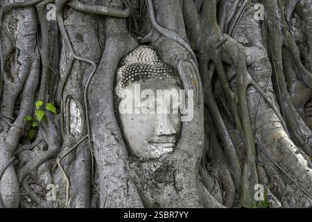 Sandstein-Buddha-Kopf am Fuße eines Bodhi-Baumes im Wat Mahathat, Tempel des Großen und Heiligen Reliefs, Ayutthaya, Provinz Ayutthaya, Thailand, Asien Stockfoto
