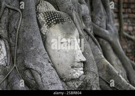 Sandstein-Buddha-Kopf am Fuße eines Bodhi-Baumes im Wat Mahathat, Tempel des Großen und Heiligen Reliefs, Ayutthaya, Provinz Ayutthaya, Thailand, Asien Stockfoto