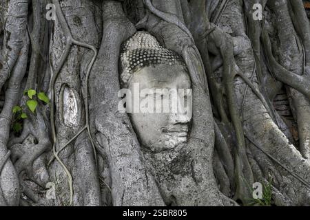 Sandstein-Buddha-Kopf am Fuße eines Bodhi-Baumes im Wat Mahathat, Tempel des Großen und Heiligen Reliefs, Ayutthaya, Provinz Ayutthaya, Thailand, Asien Stockfoto