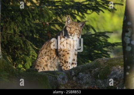 Eurasischer Lynx oder Nordlynx (Lynx Lynx), erwachsenes Tier sitzend aufmerksam, im Gehege, Nationalpark Bayerischer Wald, Bayern, Deutschland Stockfoto
