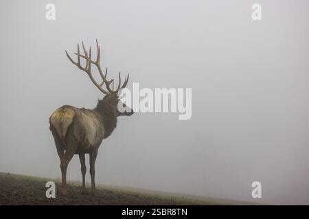 Ein Altai maral Hirsch, Altai wapiti oder Altai Elch (Cervus canadensis sibiricus) steht auf einer Wiese in dichtem Nebel Stockfoto