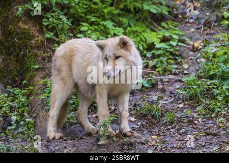 Ein junger Polarwolf (Canis Lupus arctos), der in einem Wald auf hügeligem Boden steht Stockfoto