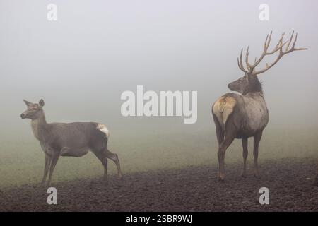 Ein Altai-maral-Hirsch und ein Altai-Hind (Cervus canadensis sibiricus) stehen in dichtem Nebel auf einer Wiese Stockfoto