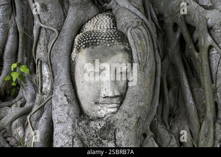 Sandstein-Buddha-Kopf am Fuße eines Bodhi-Baumes im Wat Mahathat, Tempel des Großen und Heiligen Reliefs, Ayutthaya, Provinz Ayutthaya, Thailand, Asien Stockfoto