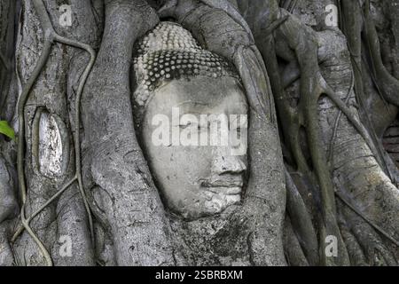 Sandstein-Buddha-Kopf am Fuße eines Bodhi-Baumes im Wat Mahathat, Tempel des Großen und Heiligen Reliefs, Ayutthaya, Provinz Ayutthaya, Thailand, Asien Stockfoto