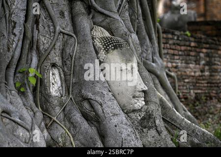 Sandstein-Buddha-Kopf am Fuße eines Bodhi-Baumes im Wat Mahathat, Tempel des Großen und Heiligen Reliefs, Ayutthaya, Provinz Ayutthaya, Thailand, Asien Stockfoto