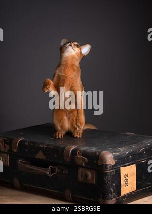 Eine Abessinierkatze sitzt auf einem alten Koffer in einem Studio mit schwarzem Hintergrund. Elegantes Katzenporträt. Stockfoto