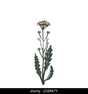 Botanische bunte Wildblume isoliert auf weißem Hintergrund. Hand gezeichnete Pflanze mit Stamm, Zweigen, Blättern und Blumen Vektor Illustration. Grafische Darstellung Stock Vektor