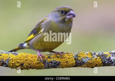 Grünfink (Chloris chloris) sitzt auf einem mit gelber Flechte bedeckten Zweig, Feld, Hochrhein, Deutschland, Europa Stockfoto