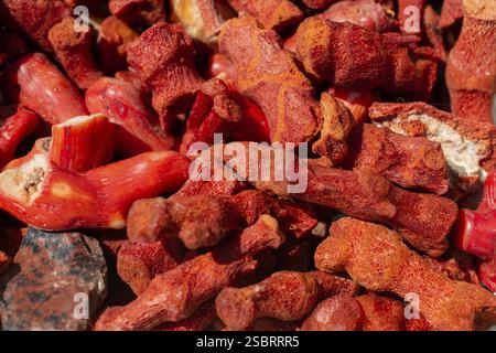 Geerntete rote Koralle des Mittelmeeres in einer Schachtel Stockfoto