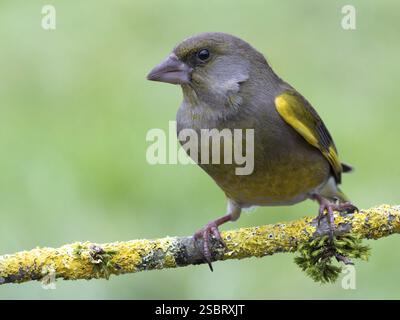 Grünfink (Chloris chloris) sitzt auf einem moosbedeckten Zweig, Feld, Hochrhein, Deutschland, Europa Stockfoto