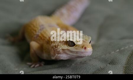 Nahaufnahme des Gesichts eines Geckos mit seinen lebendigen Mustern und scharfen Details. Das Foto spiegelt die wachsende Faszination für exotische Haustiere und ihre wider Stockfoto