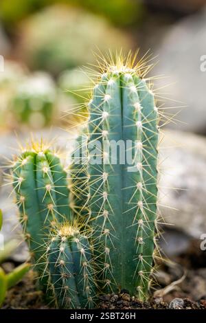 Grüner Kakteen mit Dornen. Nahaufnahme der Anlage. Stockfoto