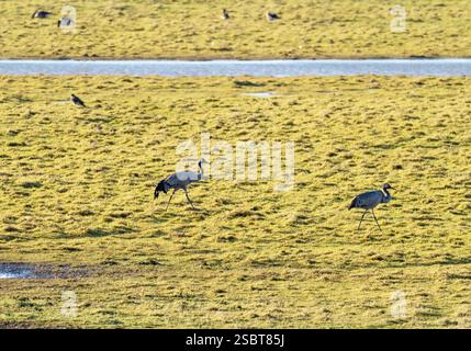 Common Crane, Grus grus mit einem Peregrine Falken, dahinter bei Wildfowl and Wetland Trust Slimbridge in Gloucestershire, Großbritannien. Stockfoto