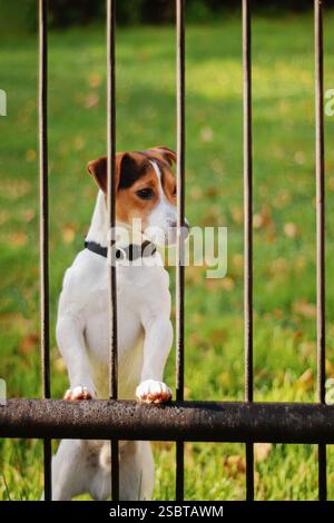 Der junge Jack Russell Terrier steht hinter einem Metallzaun. Wartet auf seinen Mann. Haustier-Konzept Stockfoto