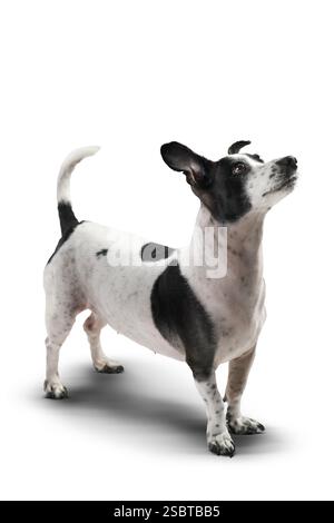 Ein schwarz-weißer Jack Russell Terrier steht aufmerksam und blickt nach oben vor einem sauberen weißen Hintergrund. Der Hund scheint neugierig und konzentriert zu sein Stockfoto